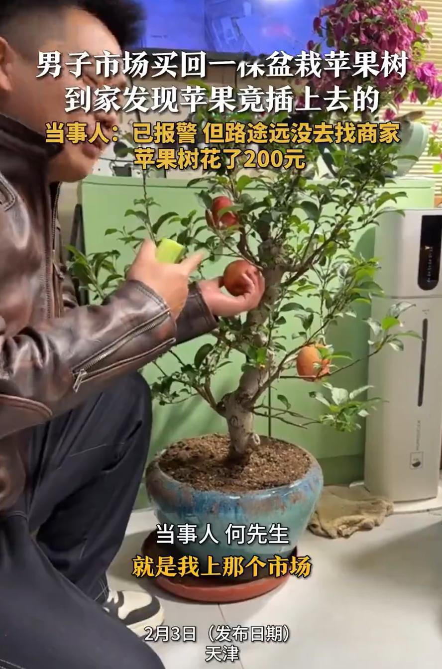 “太坑人了！”天津，一男子逛市场时，看到一盆苹果盆栽不错，就花200块钱买了一盆