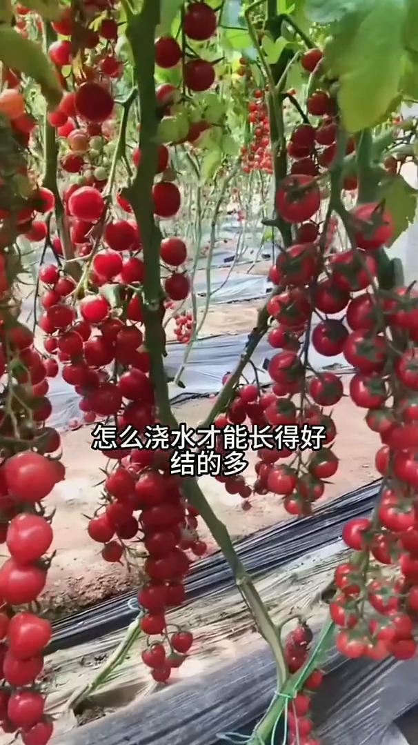 浇水技巧。茄子、辣椒、西红柿苗栽到地里以后怎么浇水才能长得好、结的多？今天教给