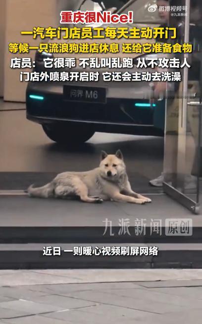 员工回应主动让流浪狗进门休息：它不乱叫不咬人，每天准时到店，这一等就是一年半