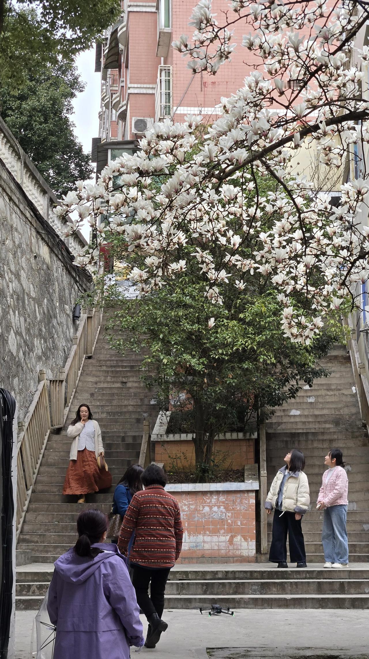 是不是感觉玉兰花很美?玉兰花好美，贵阳市白云区朝晖路每年这个季节，玉兰花都会如期