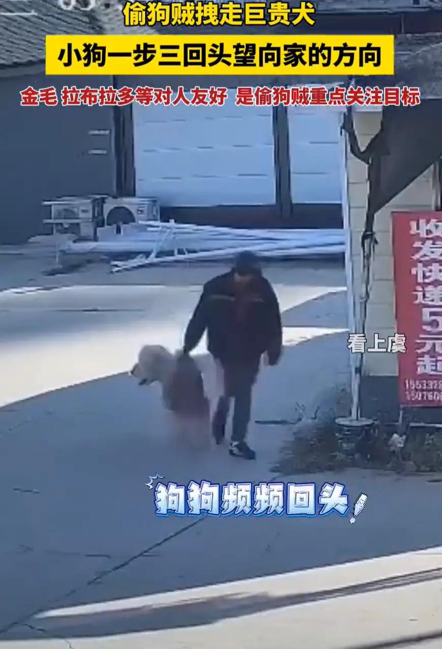 河北保定，一男子在家里养了条巨型贵宾犬，放在家门口院子里好好的，结果却突然不见了