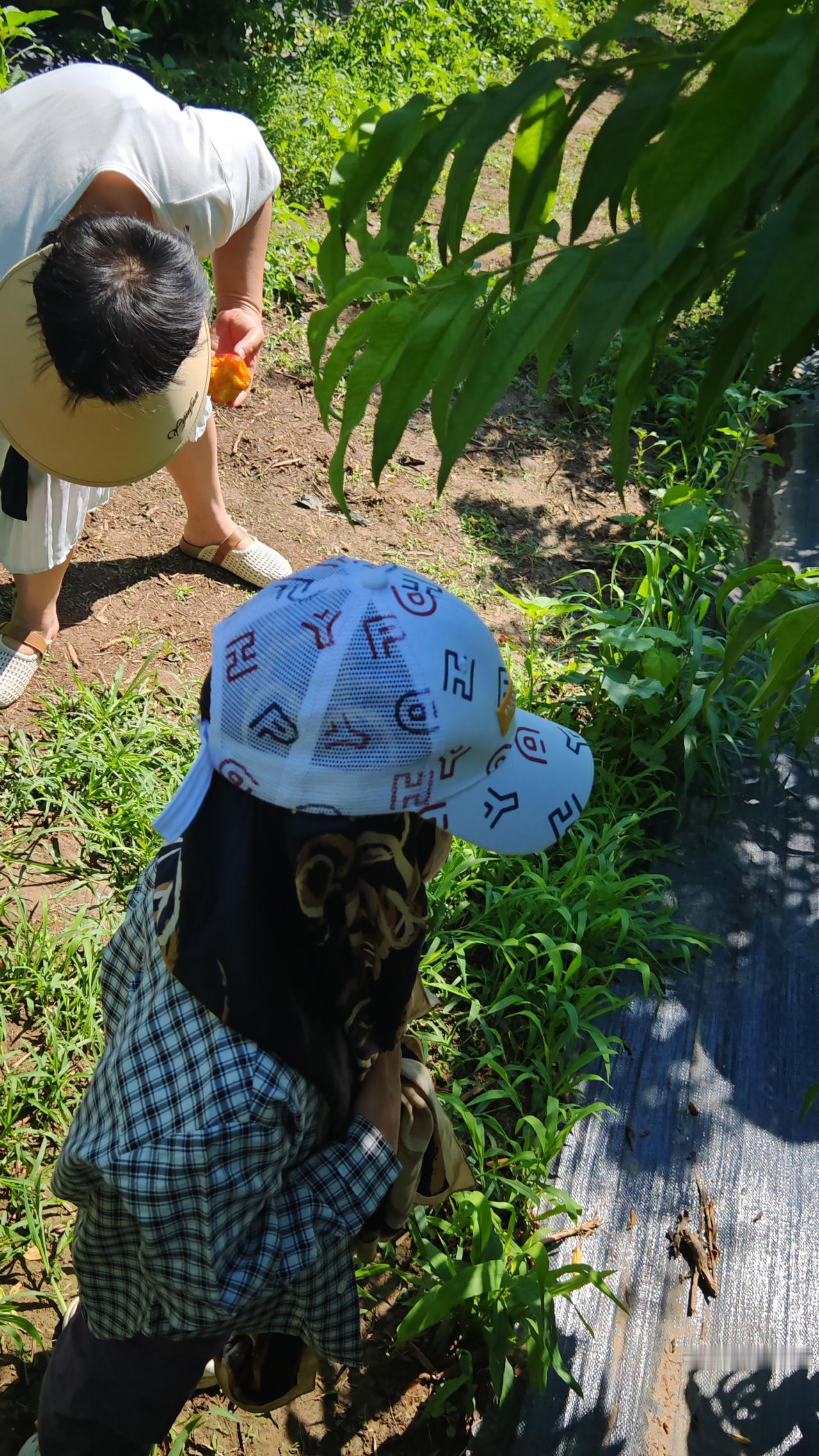 新鲜刚采摘的水果，果然味道不一样，你信吗？并且我还发现一个有趣的现象。每到春