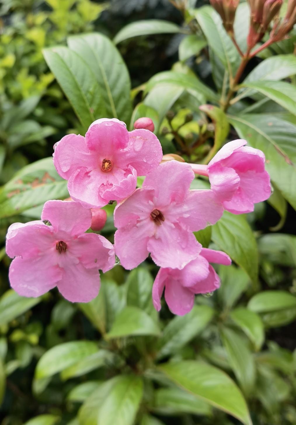 从山野药用植物到庭院花卉观赏新宠，它真的是沾了丁香花名字的光吗？滇丁香，名字虽