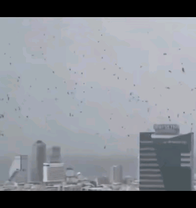 特拉维夫上空乌鸦遮天蔽日（详见附图一、二），真的是亡国之兆吗？普通网民和专家看法