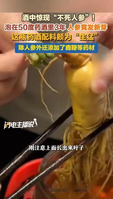 “天方夜谭！”上海，一男子在家喝酒时，意外发现泡了3年的药酒里的人参居然长出了绿