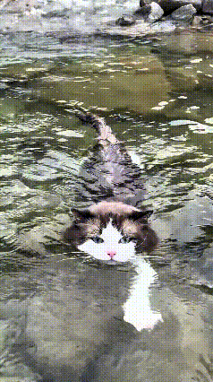 你瞅瞅这只小猫，可真是开眼界了。一般的猫见着水躲得远远的，碰一点水都浑身难受。