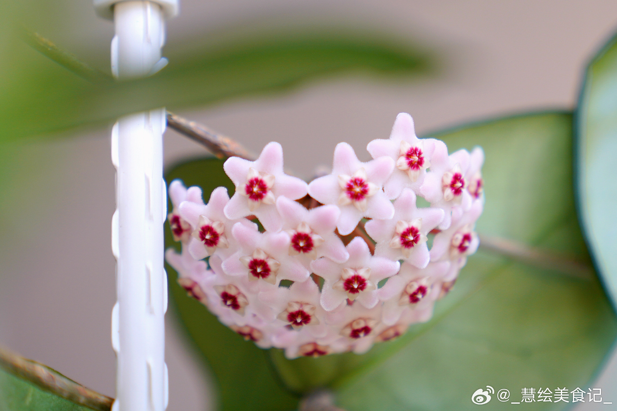 球兰也开花了⭐️​​​