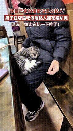 这位帅哥搁店里吃饭，碰见一只格外粘人的狸花猫。小猫格外亲近他，一直赖在他腿上不肯