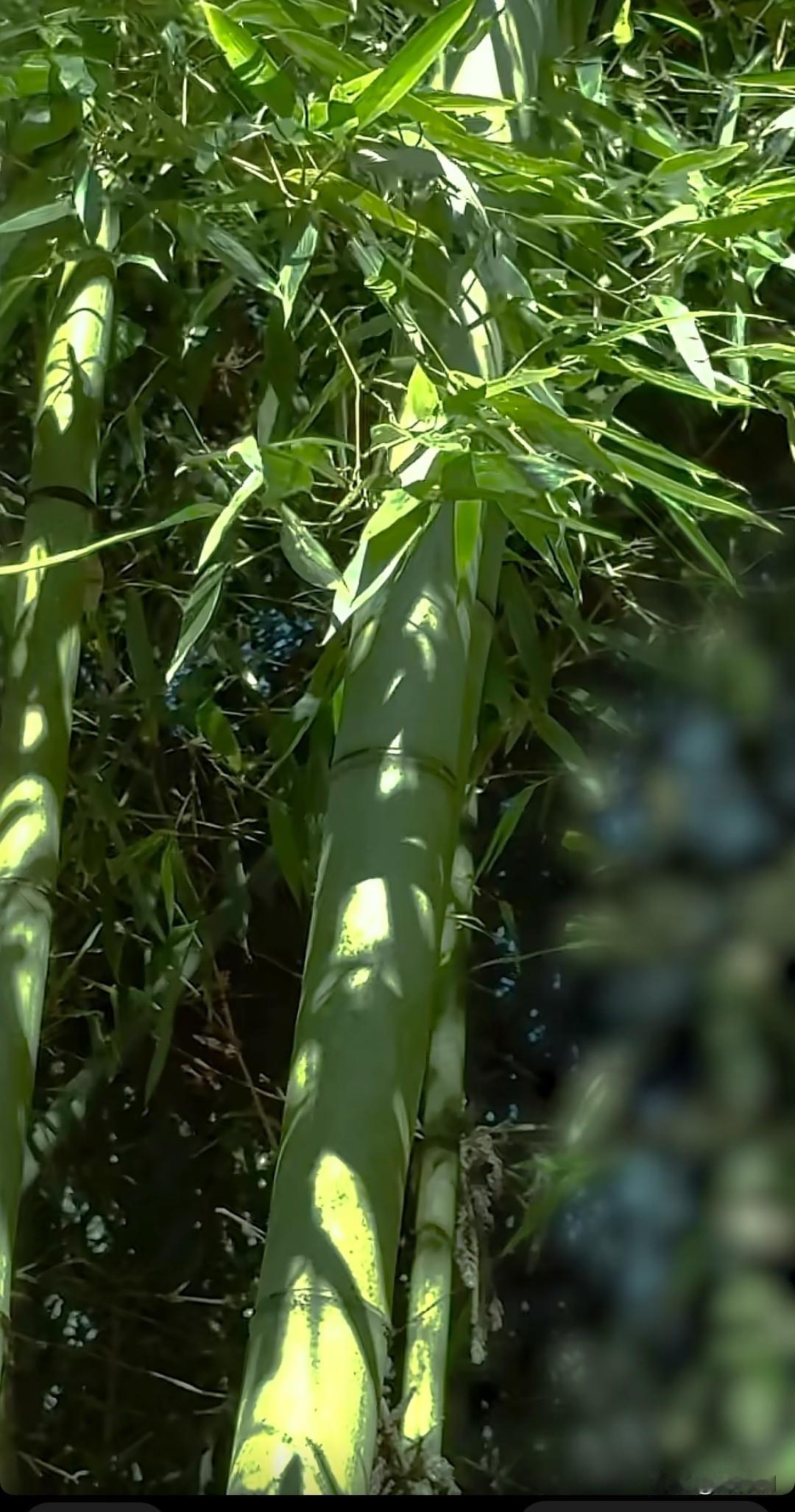 七律·静能修身尘嚣撇却守空斋，心似澄潭不染埃。竹影敲窗风自缓，松声入榻月