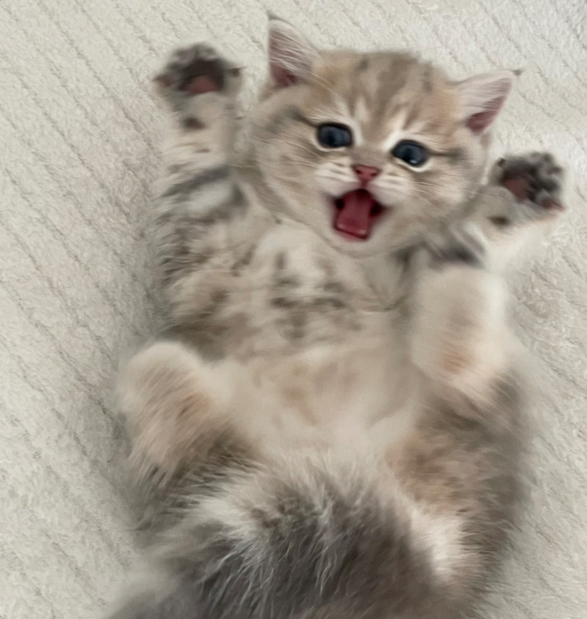 小猫咪～🐱