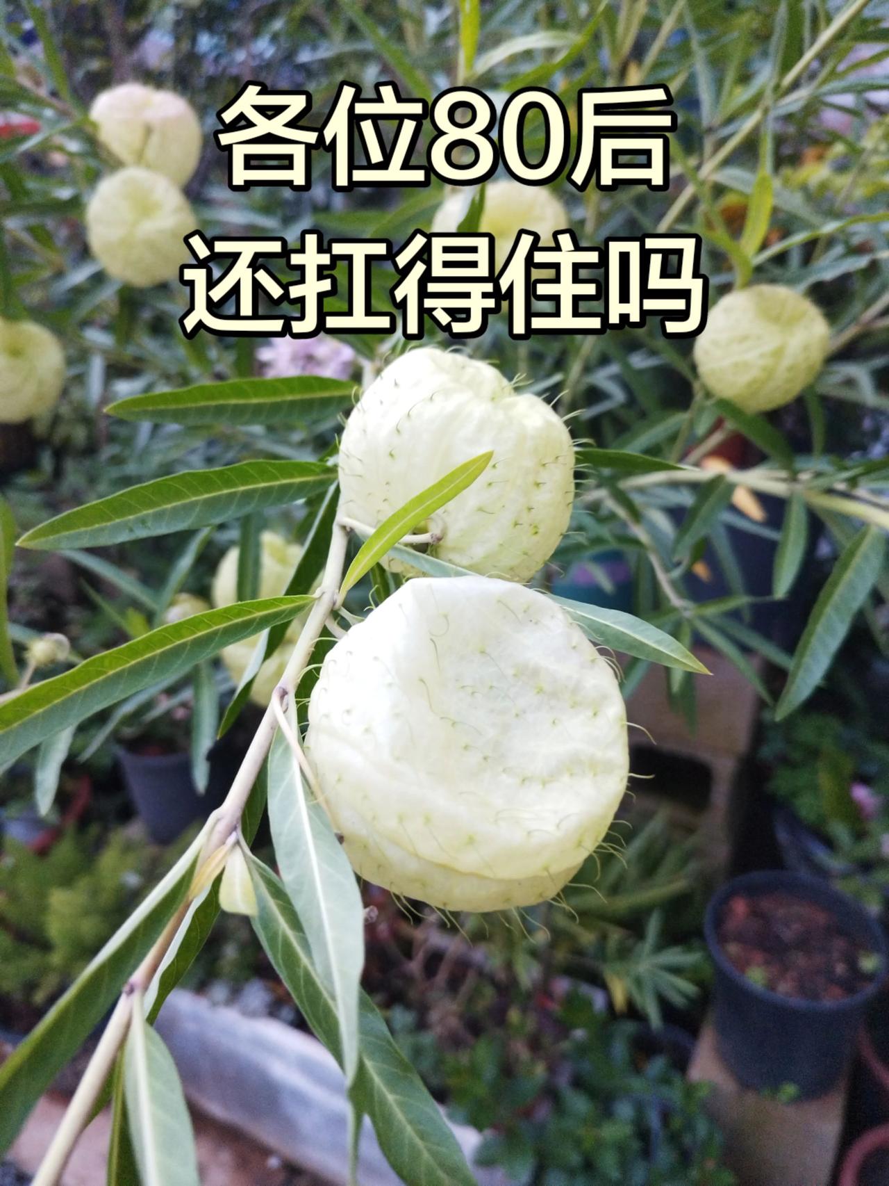 果树种植的乐趣，尤其是盆栽果树种植，真的很治愈呢～