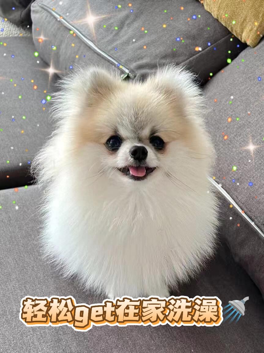 在家轻松get给狗狗洗澡