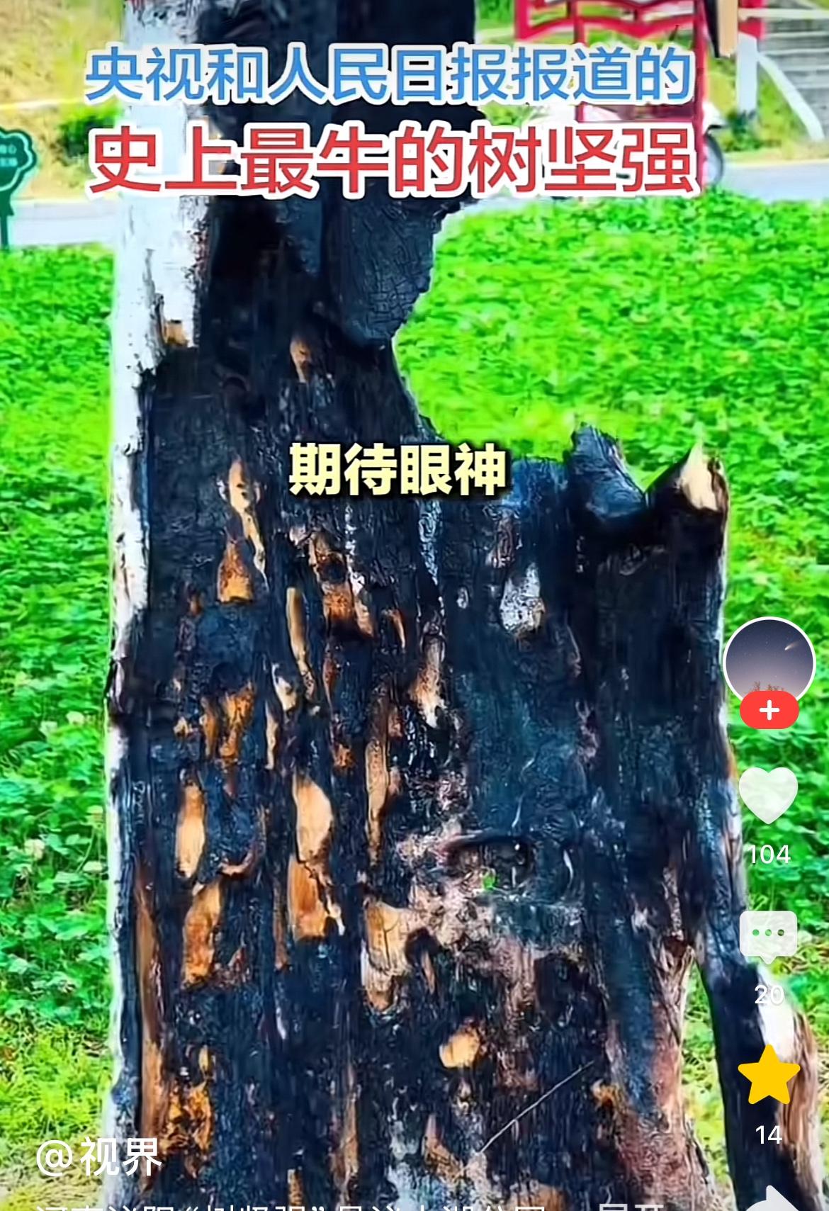 标题河南泌阳“树坚强”是泌水湖公园一棵20多年的柳树。它遭雷击、火烧、虫蛀