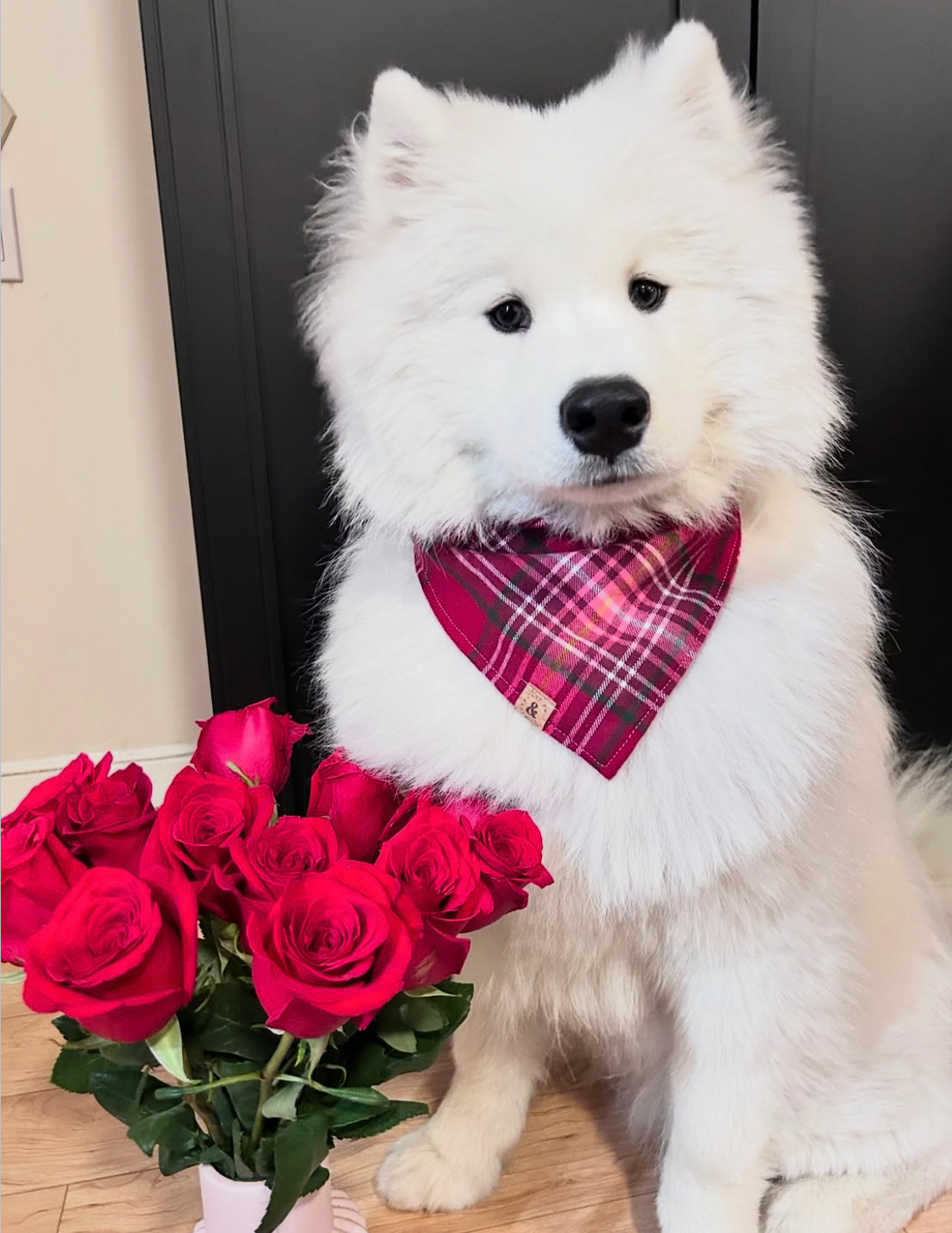 这位美丽的女士，你愿意和我共进晚餐吗（你买单）