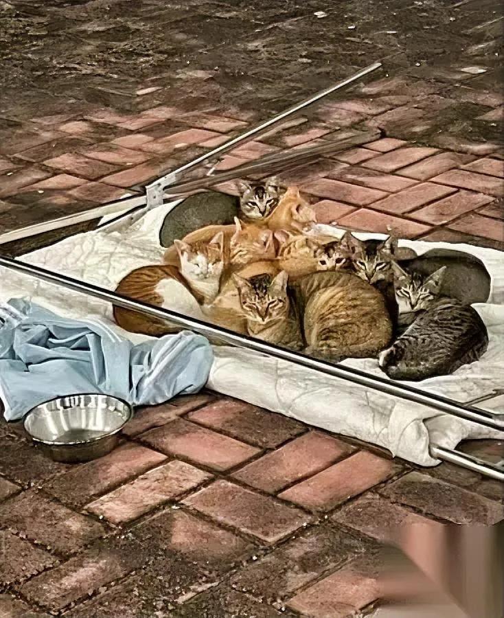 晒被子遇名场面！被子吹落竟成猫窝？楼下晾被子时突然发现画风跑偏——原本平