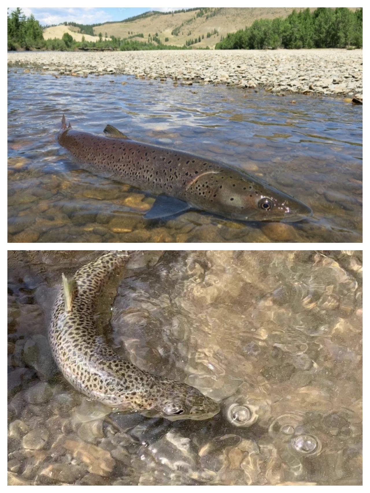 如果钓到这种鱼能吃吗？答案：不能吃！因为这是川陕哲罗鲑，是中国特有的大型