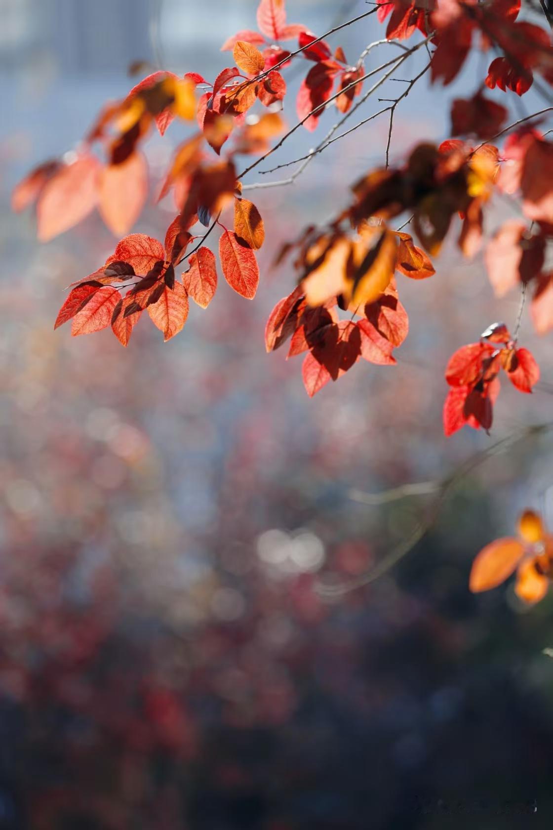 手机随手拍原创图片天汉.冬日.米仓山