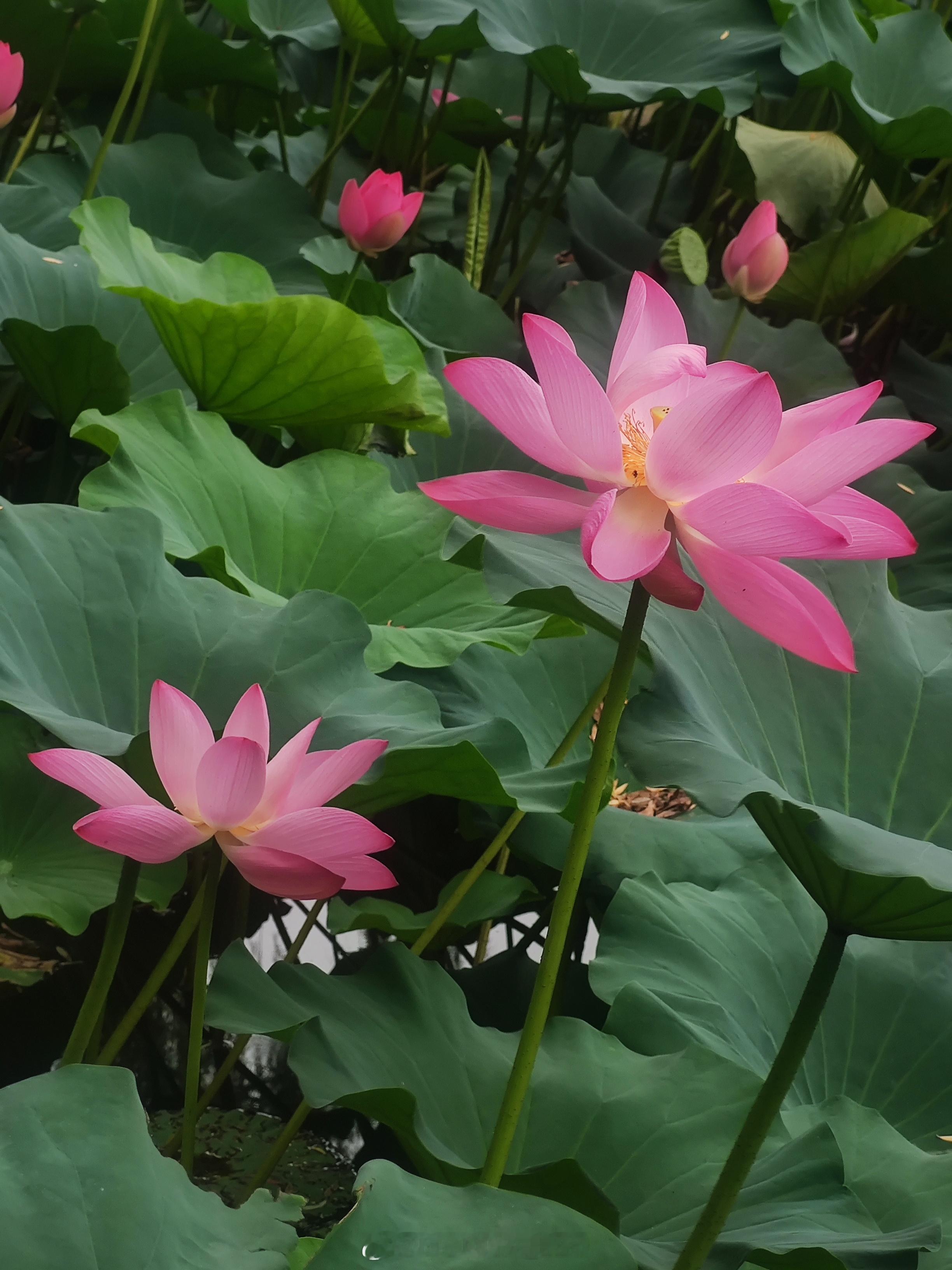 立秋节气后颐和园的荷花渐入佳境啦[红脸笑]摄影​​​