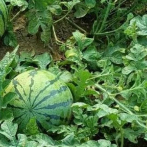 种西瓜，种的是盛夏最清甜的一口期待。它不像山竹需要十年等待，也不似凉薯那般随性—