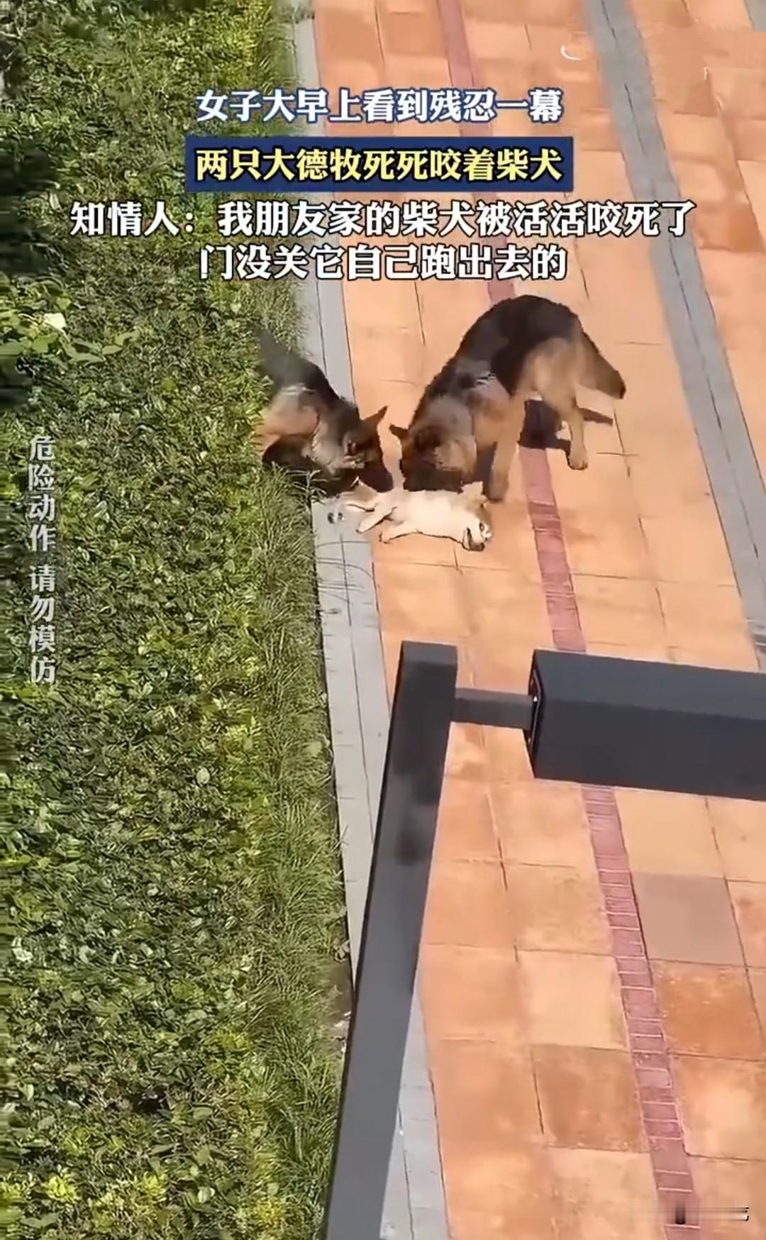 贵州万科花城小区，孟女士养了7年的柴犬，被两只没有拴绳的大型德牧活活咬死。视频