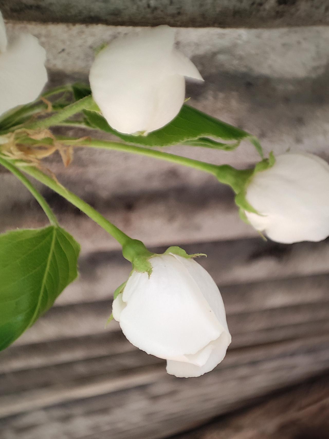 今天朋友让我和姑娘、儿子要钱从去年老公检查出病不能干活，我俩就没有了经济收入