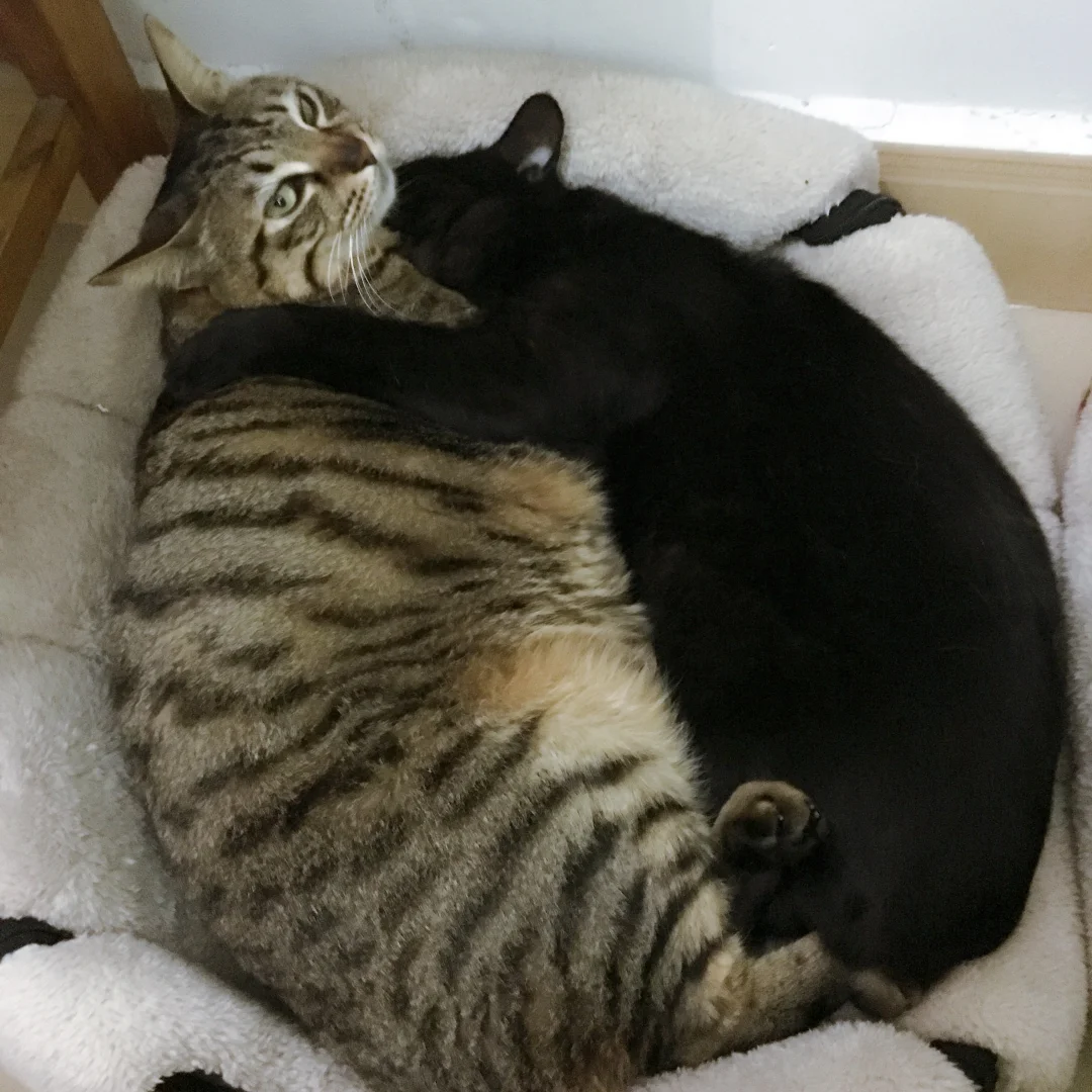 失去了暖床搭子,这个冬天玄猫爷爷不好过了
