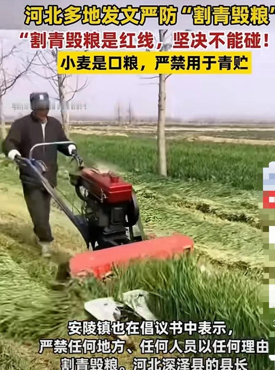 割青毁粮的重要性我才知道！我们不能因为眼前一点利益毁了我们自己的粮库！表面上看，