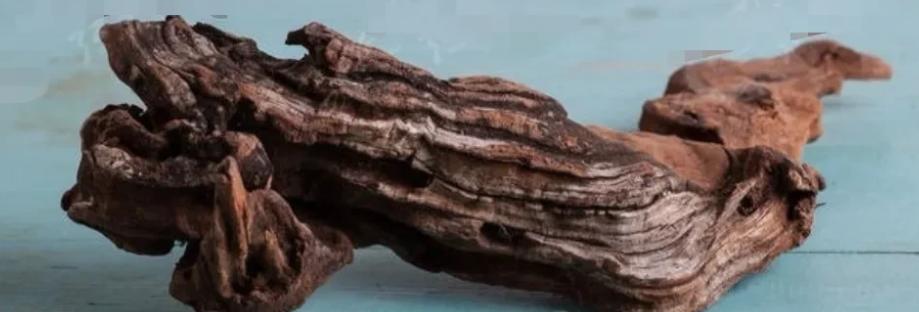 1973年冬天的岭南山区，刘志勇扛着半人高的树根往家走时，裤脚全被山雾打湿。