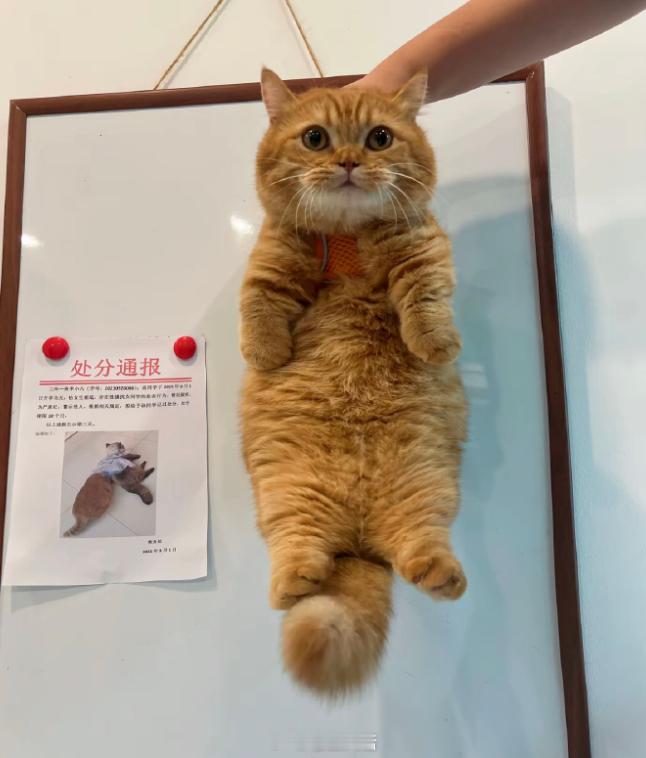 做错不改小猫咪。