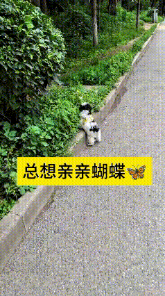 这个视频我前后看了两遍，越看越觉着这小狗实在太有意思了。主人带着它出门遛弯，小家