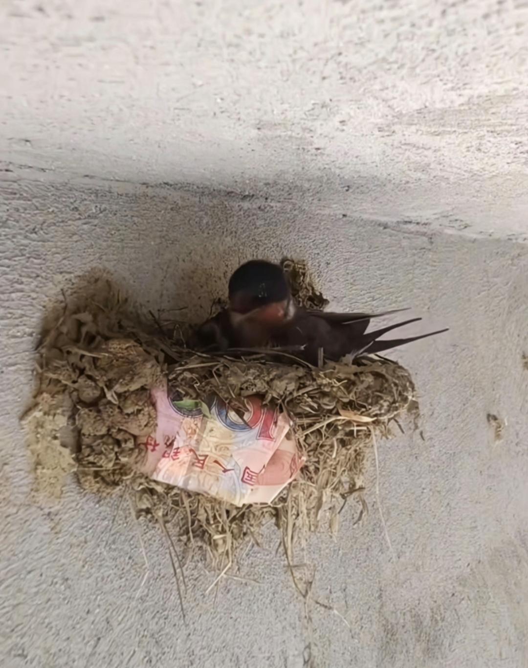 老祖宗留下一句警告：“富贵人家，从不筑燕子窝。”很多人以为燕子进门是天降洪福，但