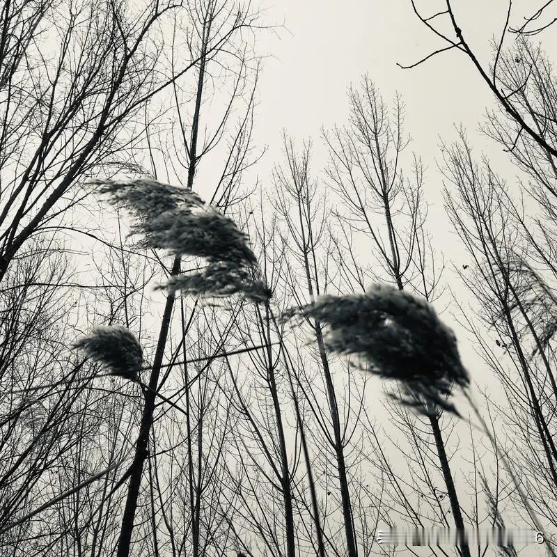 上联:冬来瑞雪千枝白下联:秋去寒风万木枯