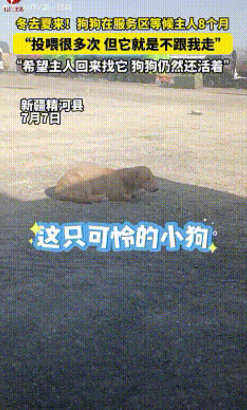 泪目了！新疆，一男子得知狗狗在服务区等待主人8个月，投喂多次，却不愿意被男子收养
