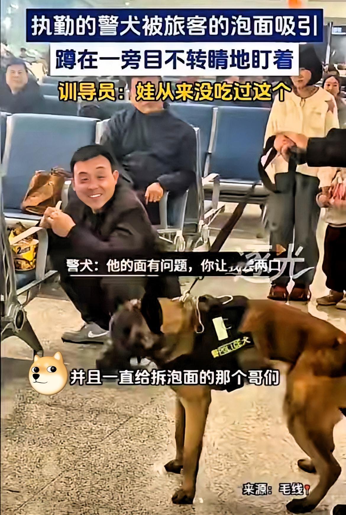 笑不活了！陕西火车站一幕直接笑喷，谁能想到威风凛凛的警犬，居然败给了一桶泡面