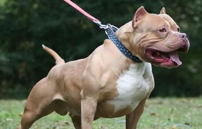 重庆一起烈性犬致人死亡案的判决结果曝光后，彻底引爆全网争议，无数网友看完只有两个