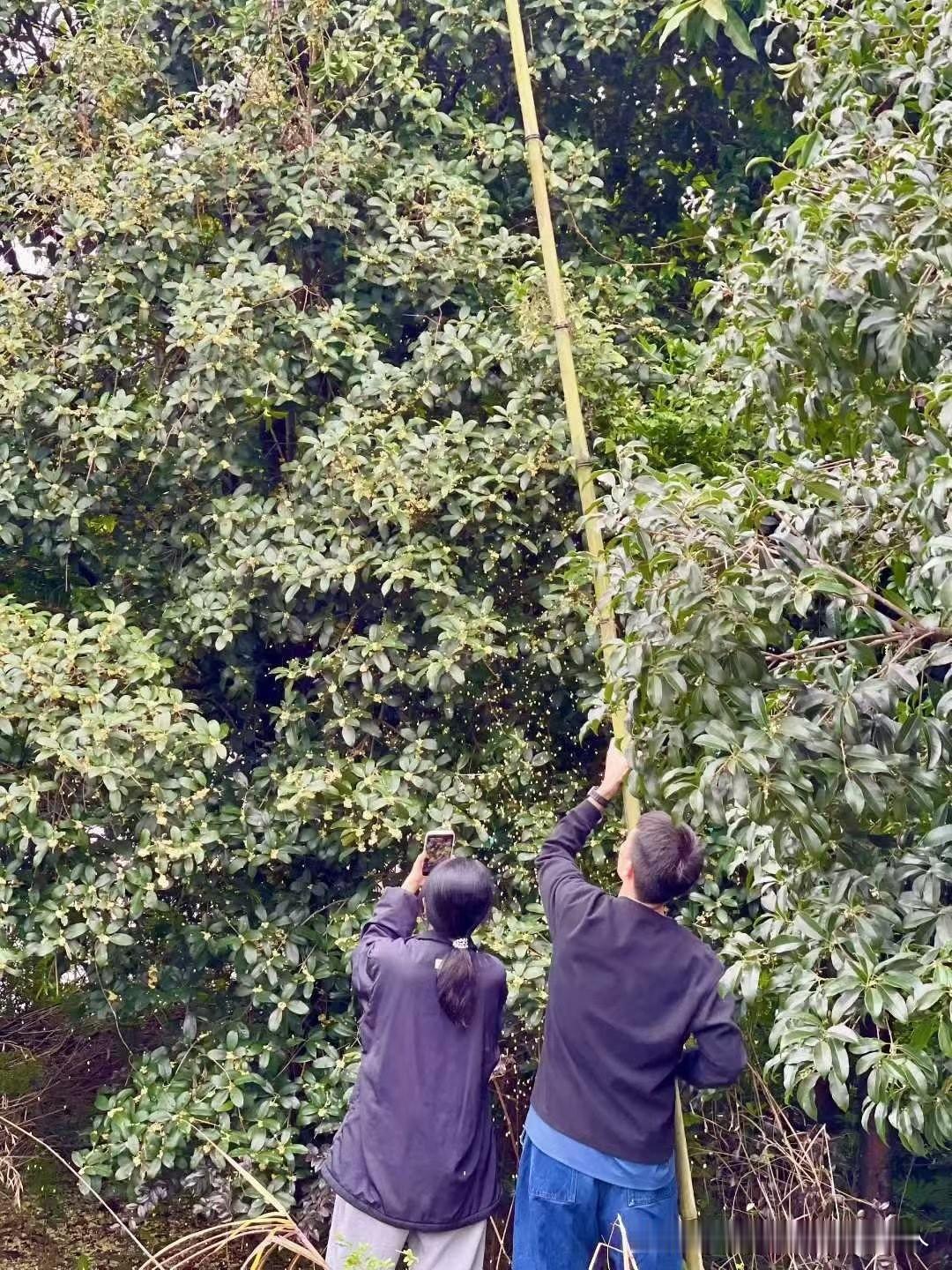 试过无数补气血方法，红枣枸杞天天泡，当归黄芪顿顿煮，气色还是暗沉蜡黄，直到后来才