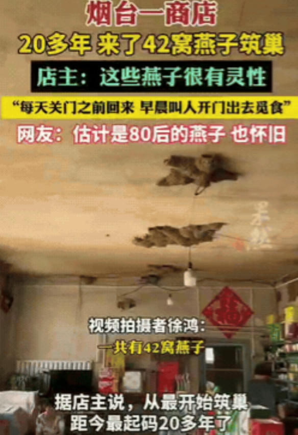 “万物皆有灵！”山东烟台，一商铺内共有42窝燕子在屋里筑巢，这些燕子每天都会在店