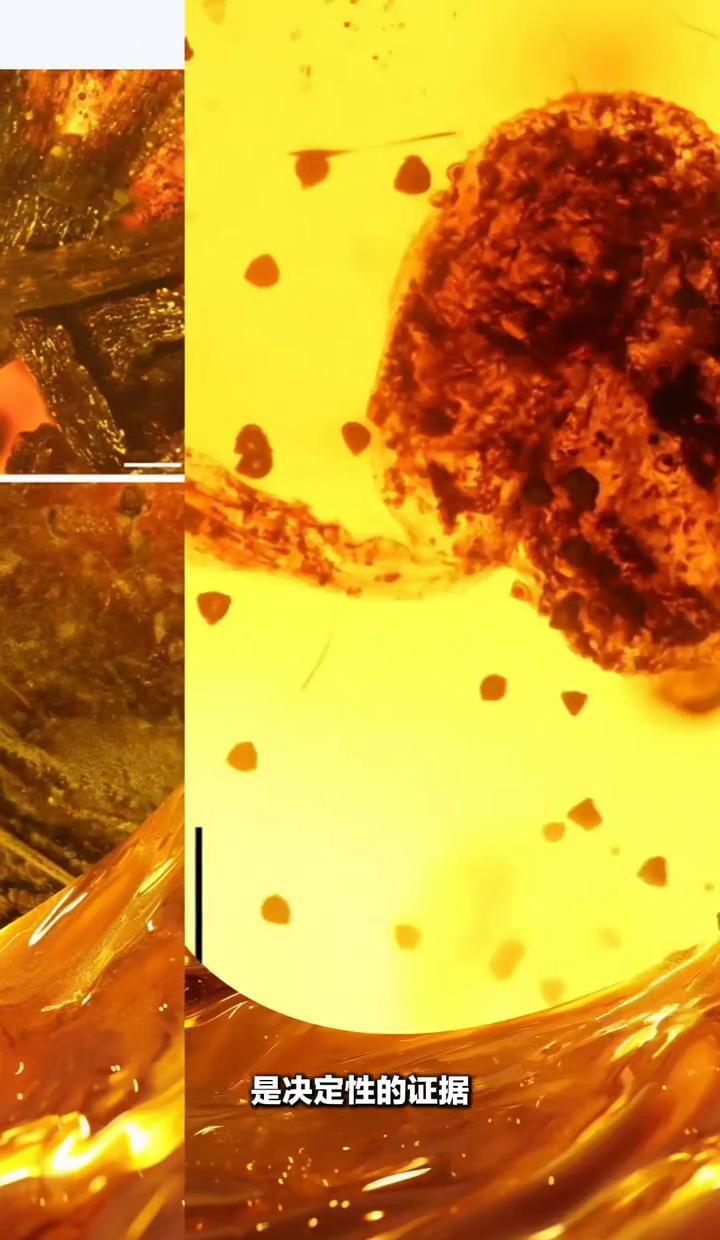 这块花化石，藏了3500万年，被人认错150年。不是山茶，是山矾。花瓣连根，