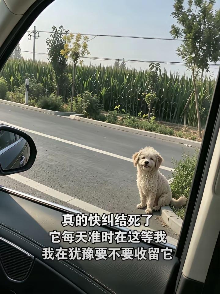 女子开车上班的途中，见到公路边有只流浪狗，直直的盯着自己。她就把自己刚买的包子扔