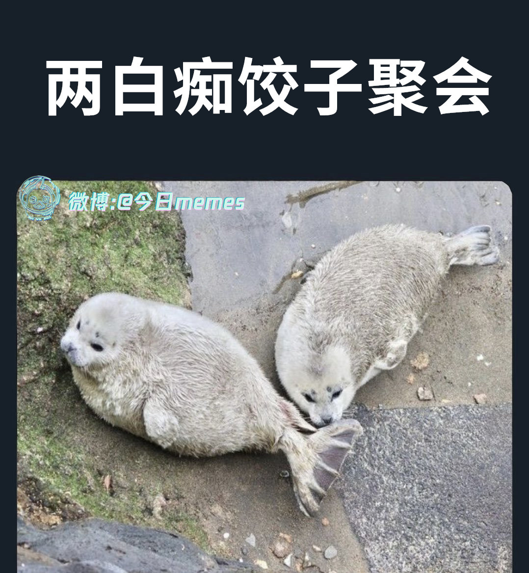 豹饺咂（9gag）哎呀