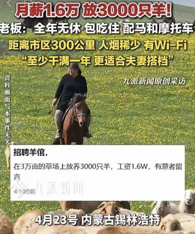 月薪1.6万招夫妻放羊，多人通过初选，老板却愁到睡不着谁能想到？现在放羊居然