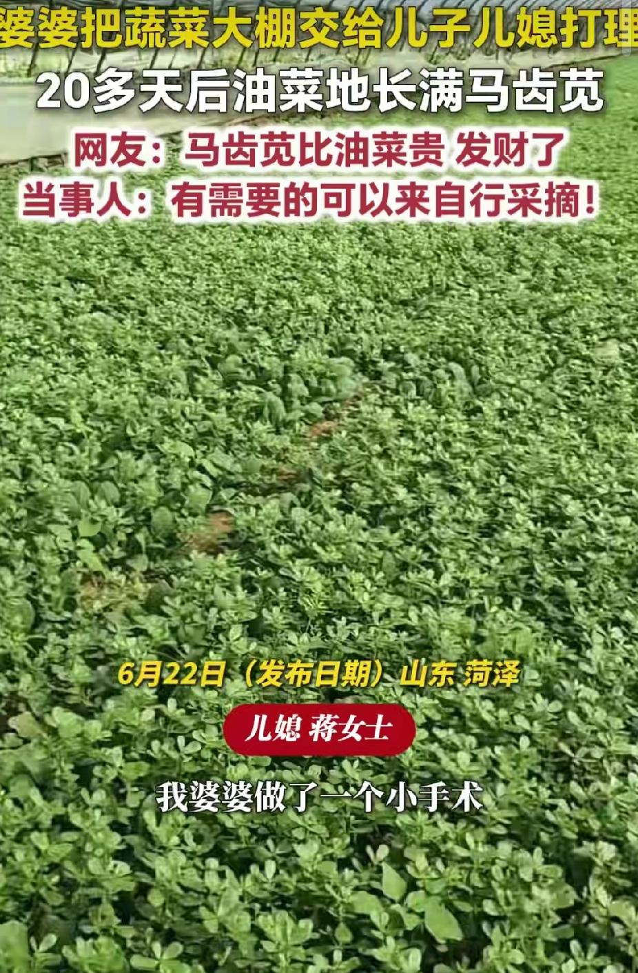 “笑不活了！”山东菏泽，婆婆把蔬菜大棚交给儿子儿媳管理。没想到，20天后，油菜地