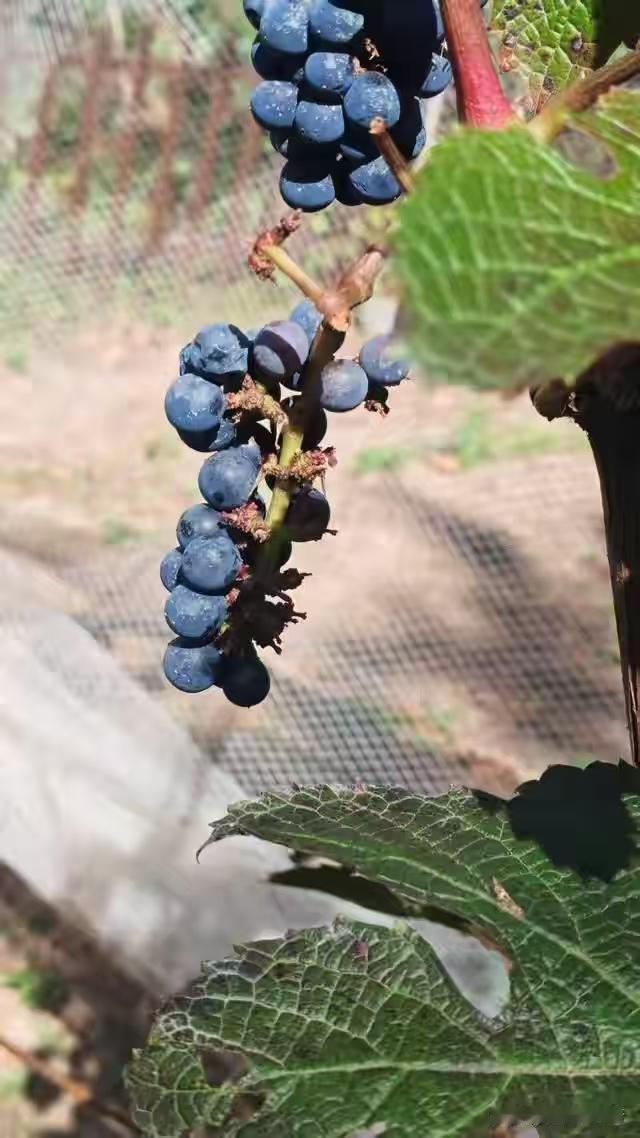 全球仅存2株！北京深山的百花山葡萄终于结果，要是私自摘下一口，很有可能要坐牢。