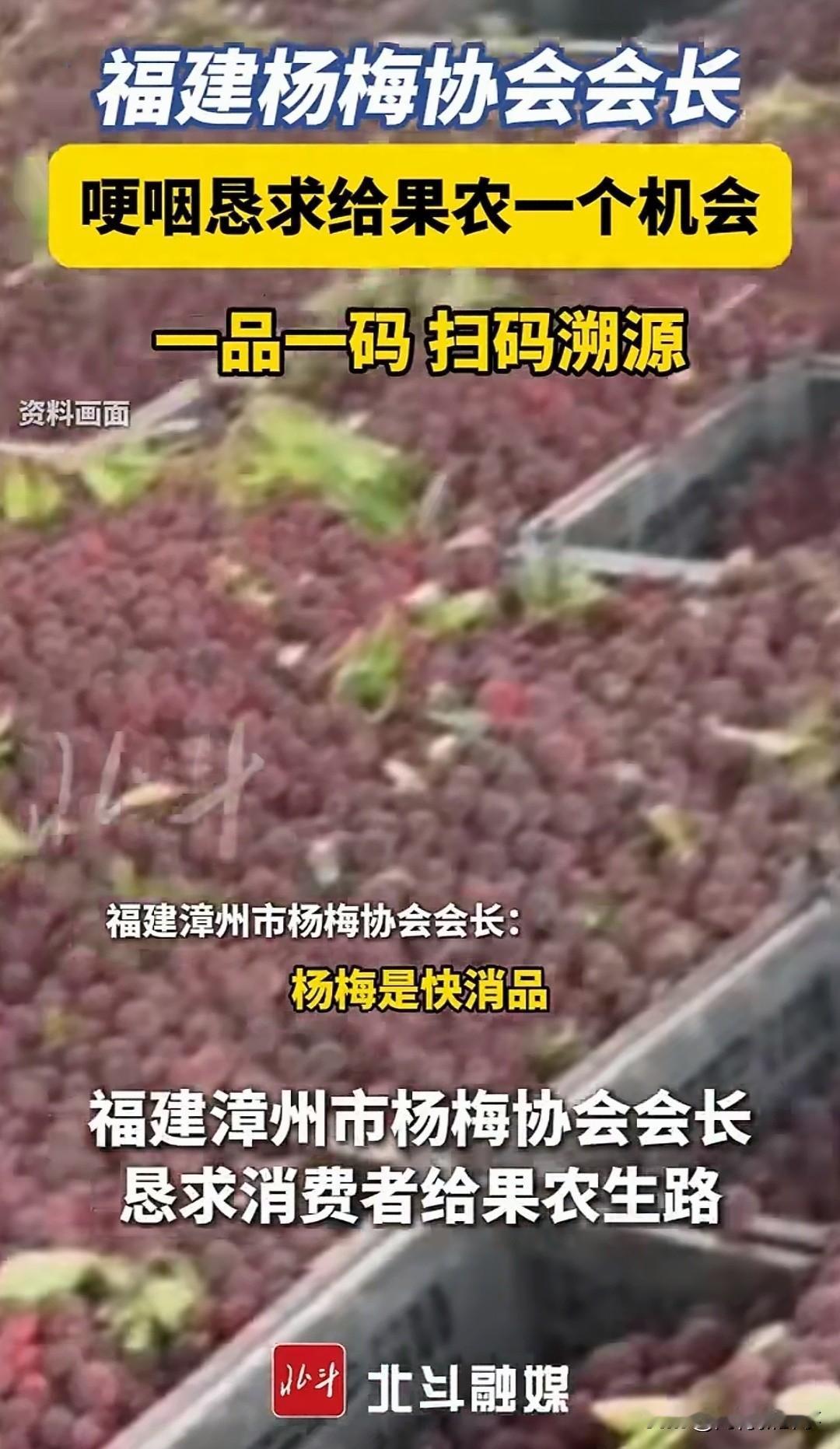 漳州杨梅泡药风波愈演愈烈，协会会长对着镜头红了眼，求网友手下留情，结果评论区的风