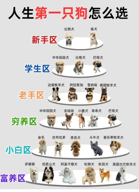 人生第一只狗怎么选？