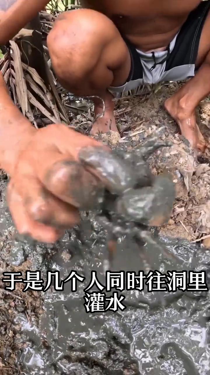 这就是为什么这些人抓螃蟹时明明已经找到洞口却不伸手进去掏，反而一桶接一桶往里面灌