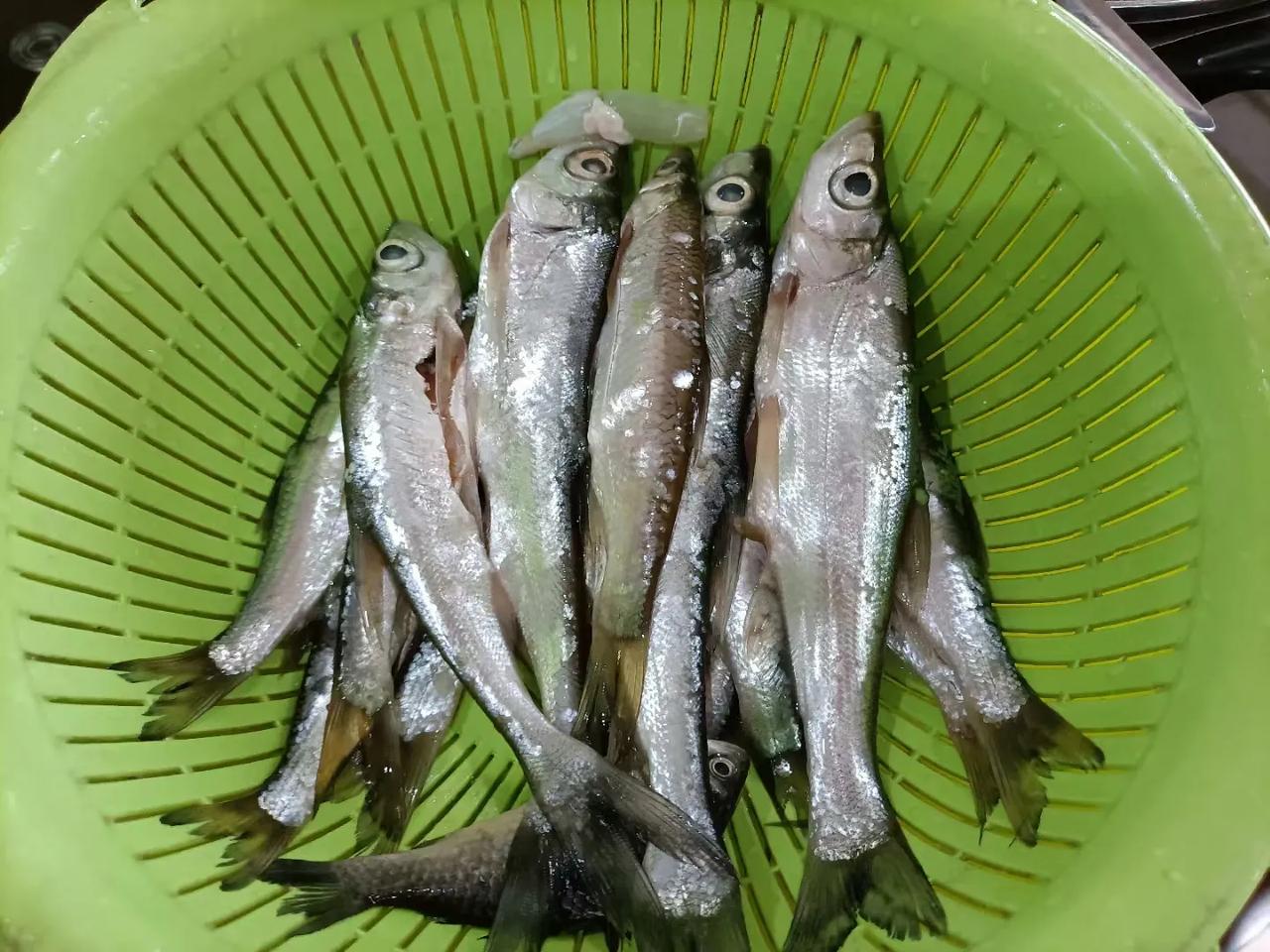 河帕鱼，将其煎出脆皮酥香的效果。这品种，你的家乡叫什么鱼？