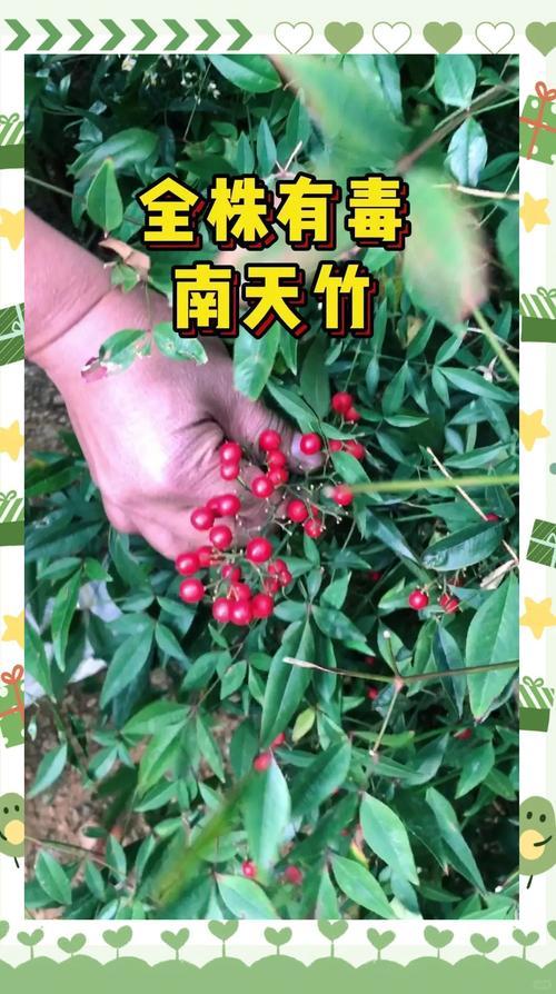 全枝有毒南天竹早前逛公园时，总被几丛艳红透亮的植物牢牢吸引目光，