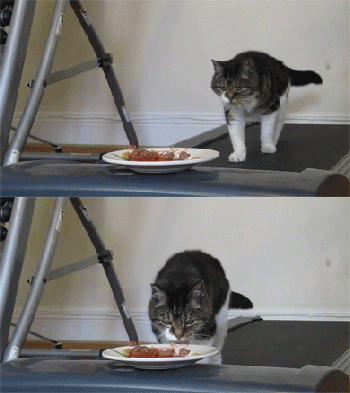 猫猫：吃个饭还挺辛苦的​​​