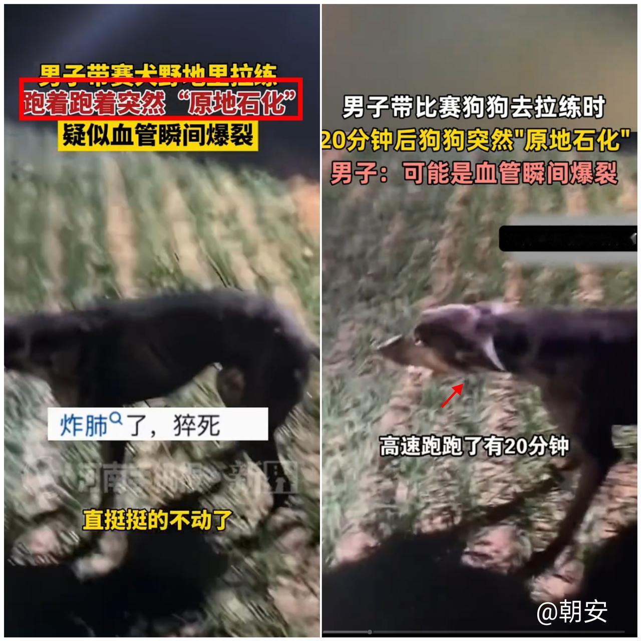 这事儿看得人后背发凉！河北男子带赛犬拉练20分钟，狗子竟当场“原地石化”，